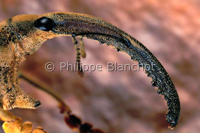 Rhinastus sternicornis.JPG - in "Portraits d'insectes" ed. SeuilRhinastus sternicornisCharanconSnout beetleColeopteraCurculionidaeBresil